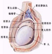 <b>膀胱炎患者有什么症状?</b>