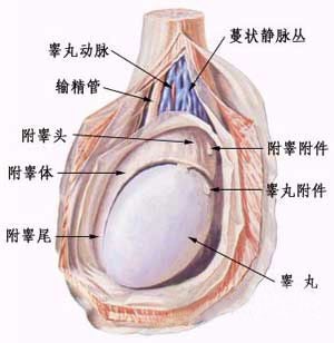 膀胱炎