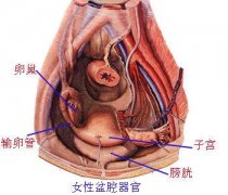 <b>女性盆腔炎四大危害</b>