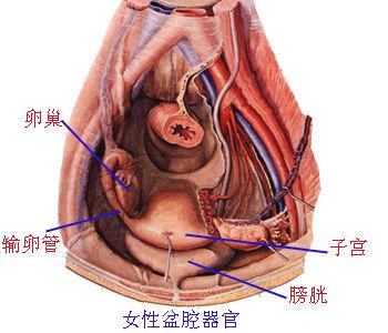 盆腔炎