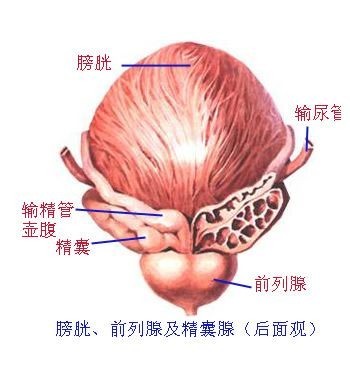 膀胱炎