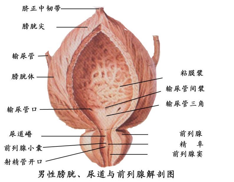 膀胱炎