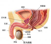 西宁男性前列腺炎究竟有哪些类型